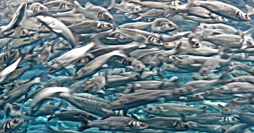 Which Is Healthier Sardines or Anchovies_