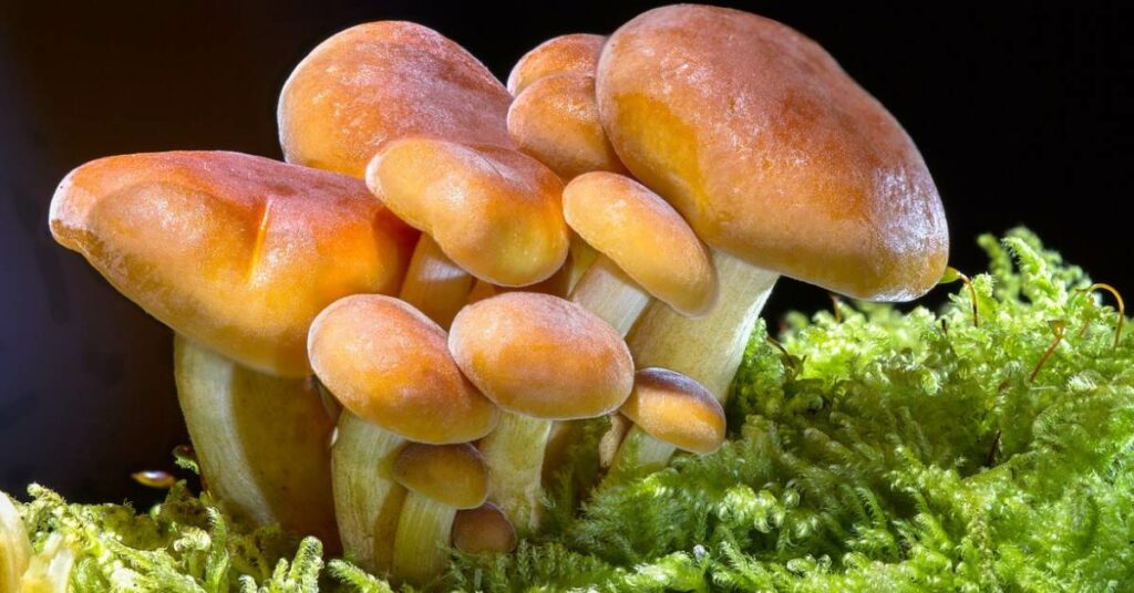 where to find italian mushrooms