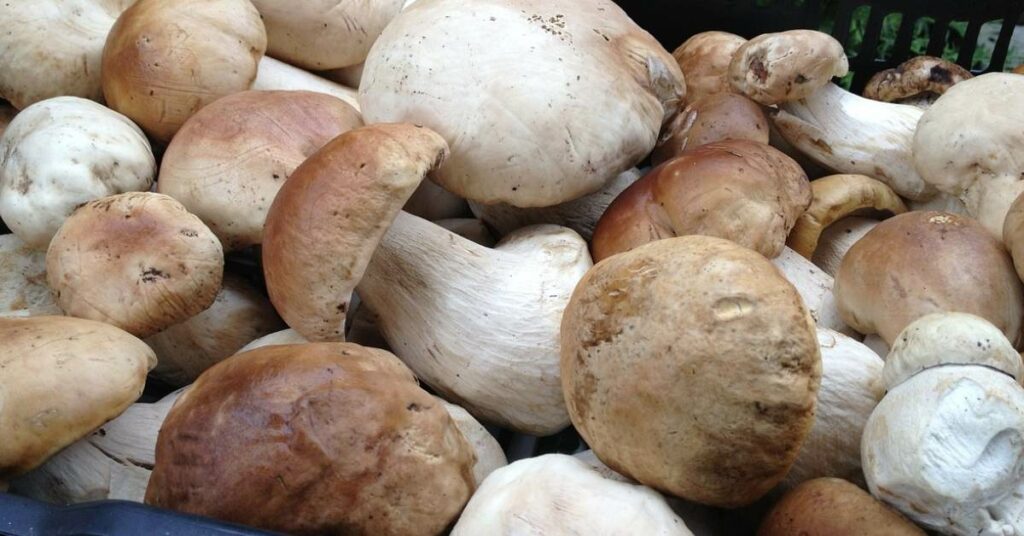 Fresh Mushrooms from Italy